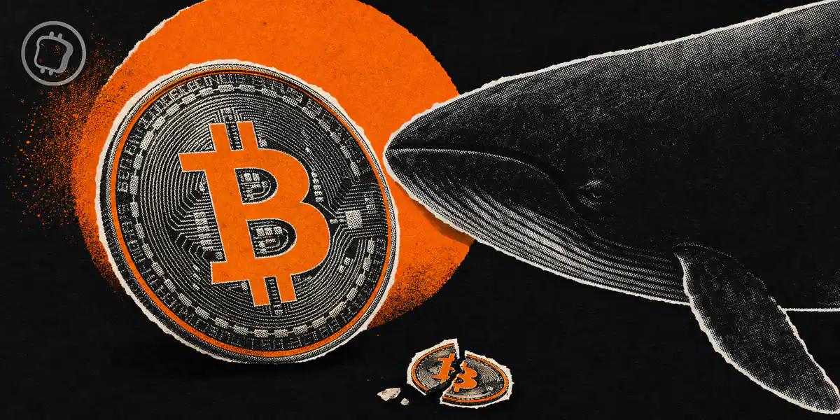 Bitcoin : accumulation des baleines contre capitulation des petits porteurs, un signal pour un plancher ?